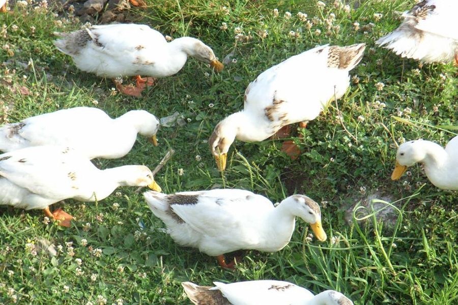 蛋鸭初期如何增加营养,蛋鸭饲料最少的养法