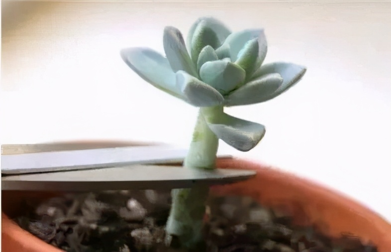 超全多肉术语42种多肉入门术语图文详解让你一文搞懂多肉术语