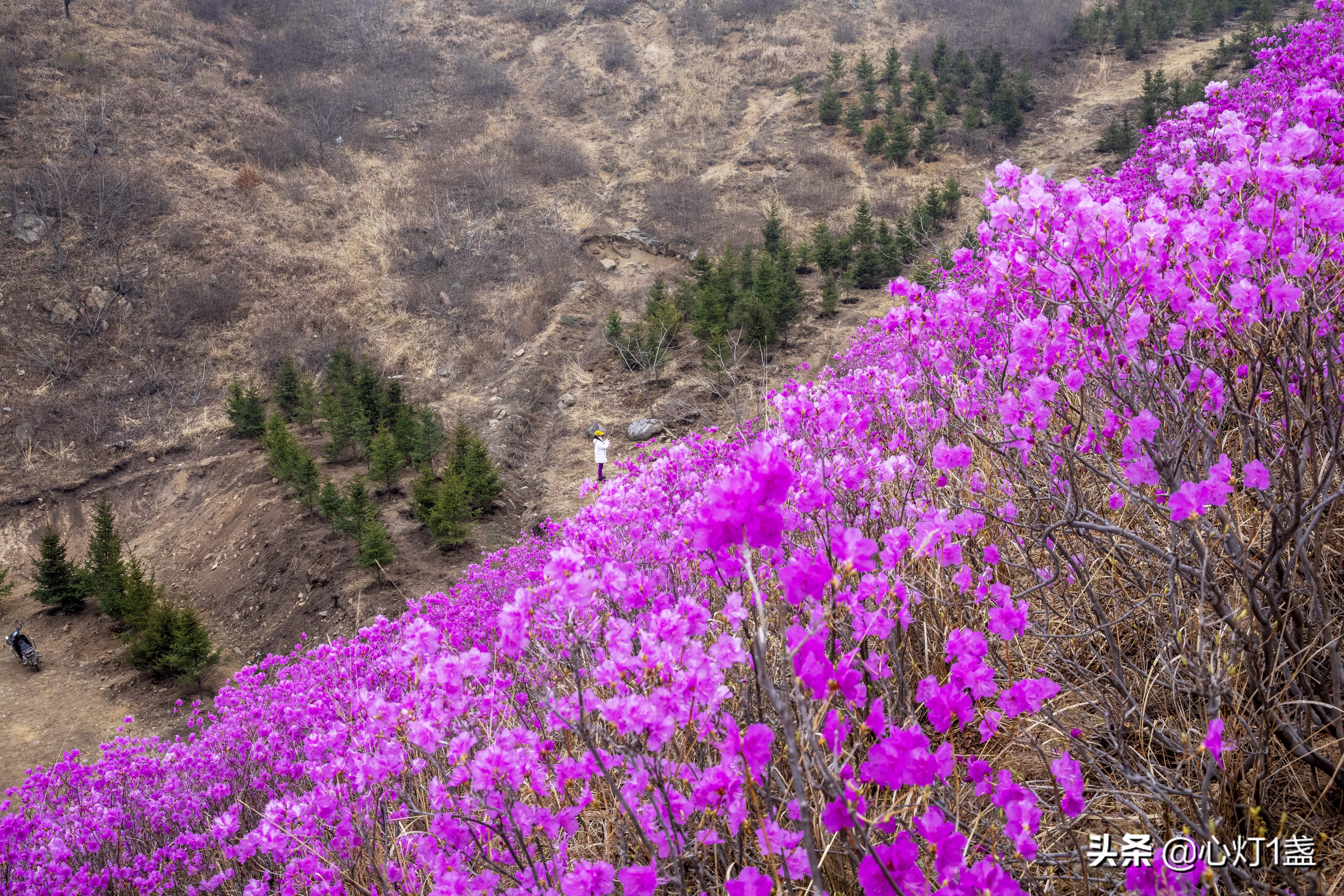 岫岩映山红花海要门票吗,岫岩黄岭映山红花期