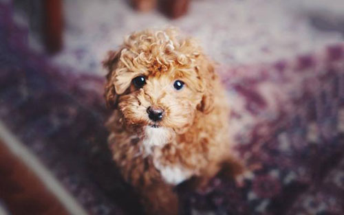 泰迪狗毛少吃什么最好,泰迪毛少吃什么狗粮