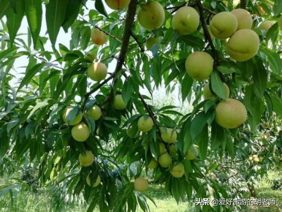 这果园被誉为长沙“花果山”,能玩滑翔伞的果园,比百果园更美