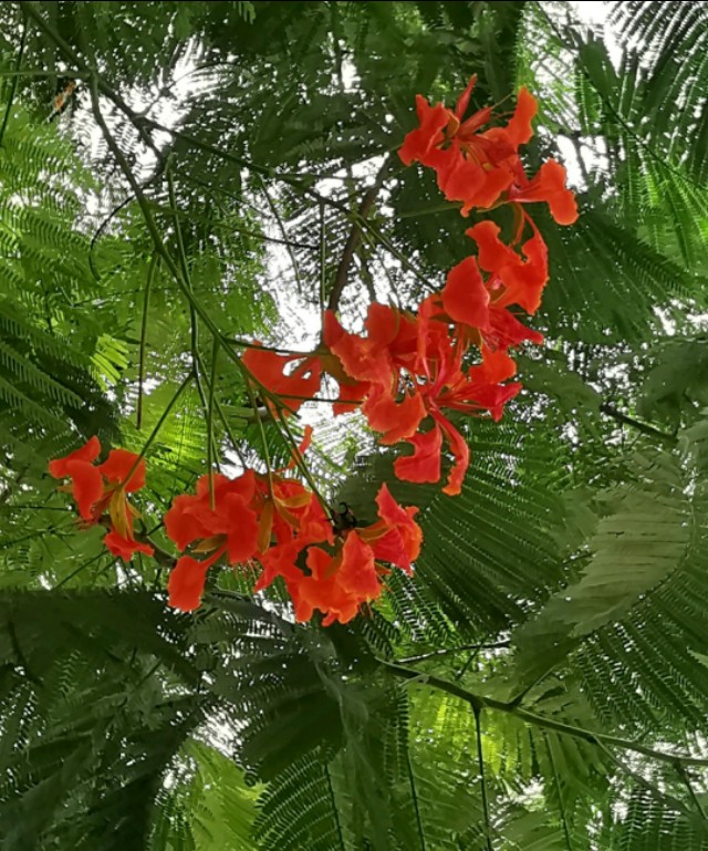 东兴边境线海岸线,广西东兴边境线