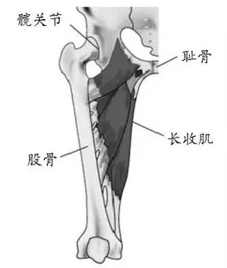 怎样知道大腿拉伤,怎能知道大腿前侧肌肉拉伤