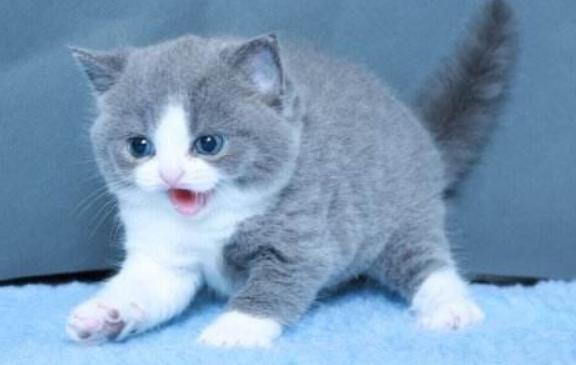 如何挑选一只自己喜欢的猫咪,怎么从一窝猫咪里挑选最乖的一个