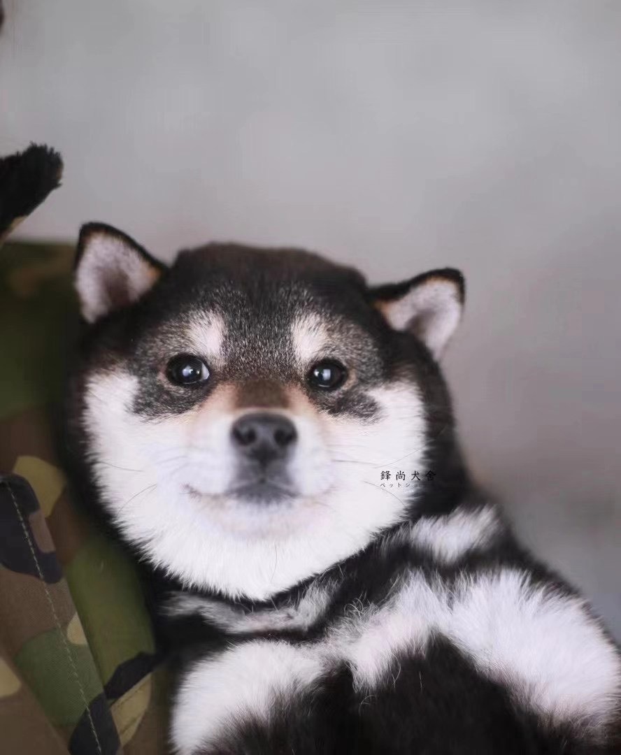 柴犬生下来怎么看品相好不好,赛级柴犬颜色