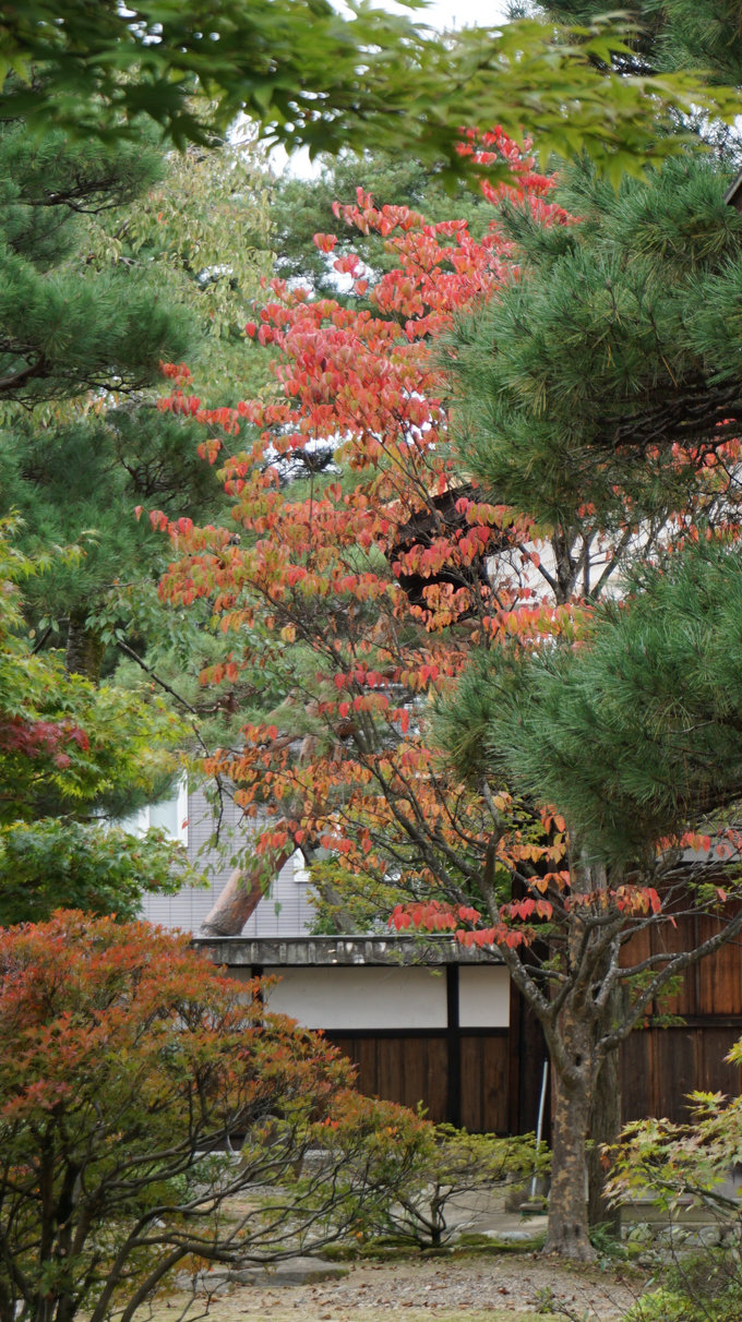 六月带你日本游,日本名古屋旅游7天