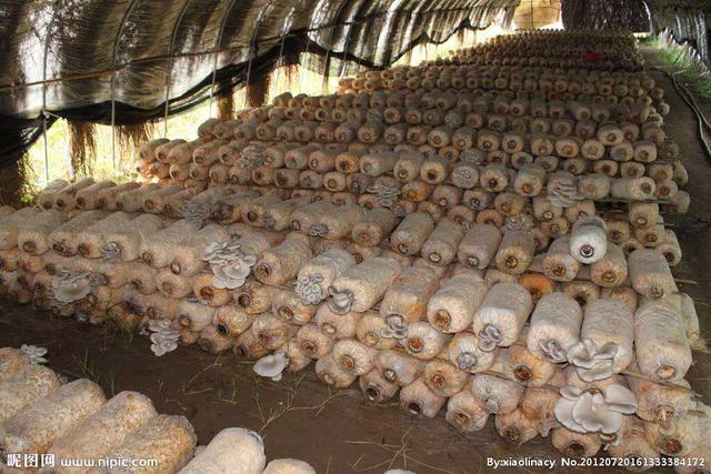 香菇生料栽培与熟料栽培的区别,食用菌栽培技术香菇