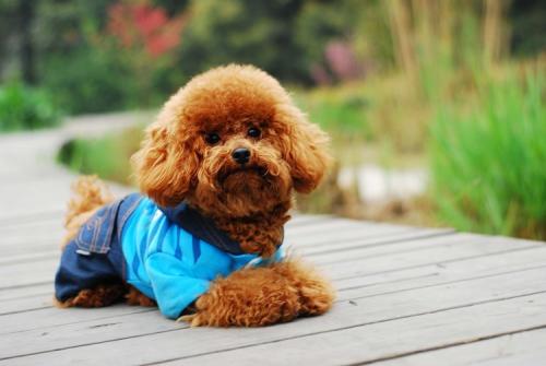 真正的泰迪犬有哪些品种,泰迪犬的潜力有哪些