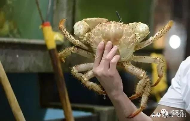 各国海鲜大盘点,今年过年最值得入手的海鲜