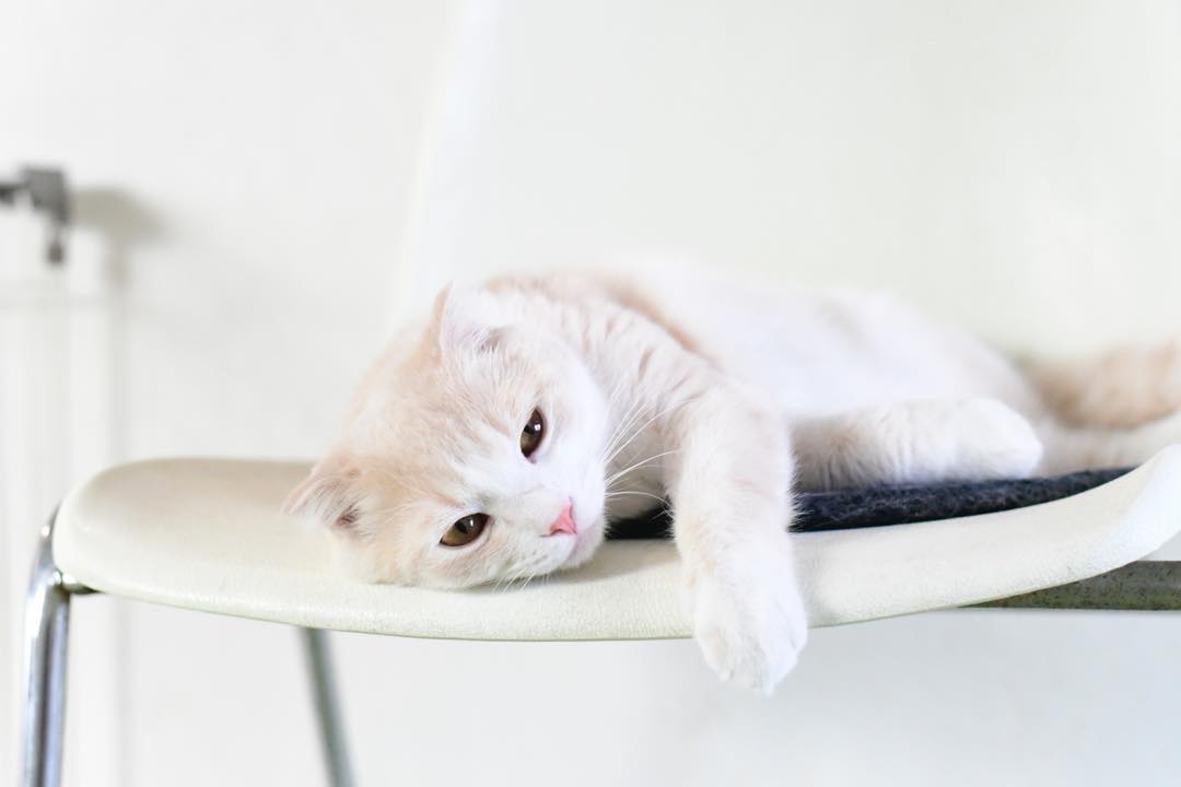 母猫生完崽后脾气暴躁该怎么解决,母猫生完崽后有点焦躁该怎么解决