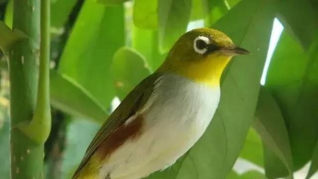 白眼圈鸟多大会飞,白眼圈的鸟