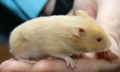 仓鼠的种类习性详细介绍,仓鼠有哪些亚种种类