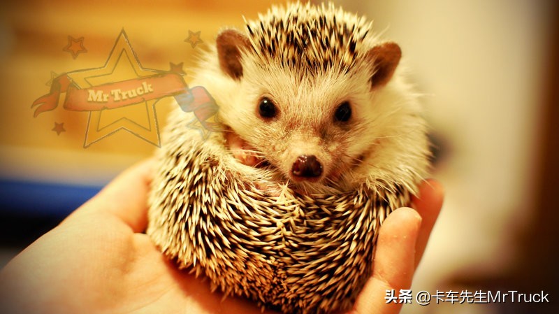 怎么养一只刺猬,新手养刺猬怎么跟它互动
