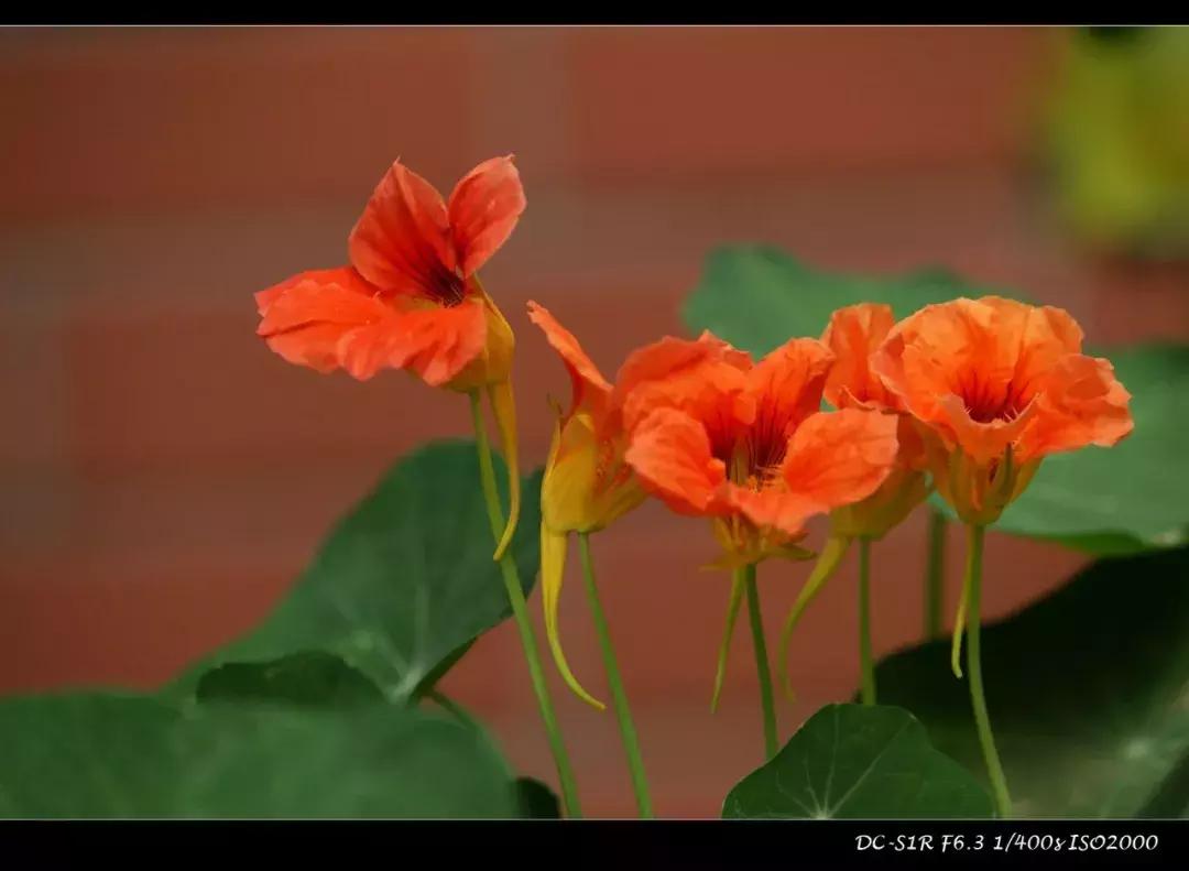 适马mc21转接环怎么样,适马mc21转接环升级教程