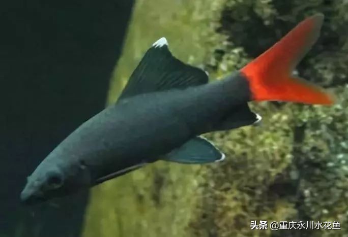 十种最漂亮的观赏鱼视频播放,观赏鱼60条