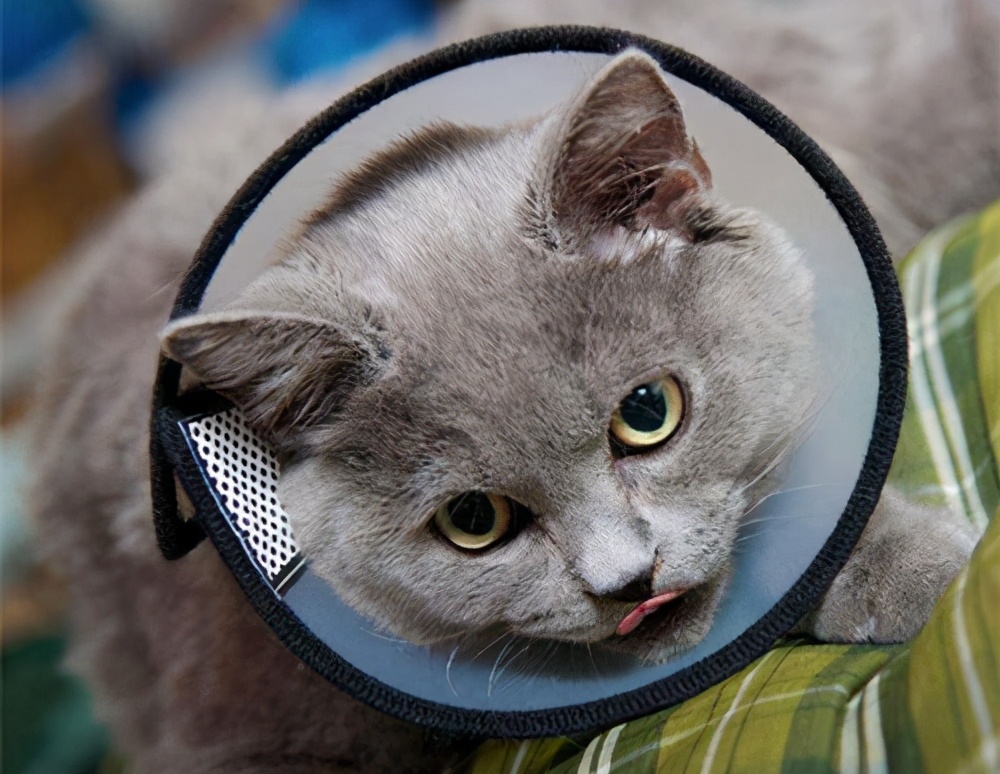 满月猫咪拉稀尾端带血,满月猫咪拉稀怎么办土办法