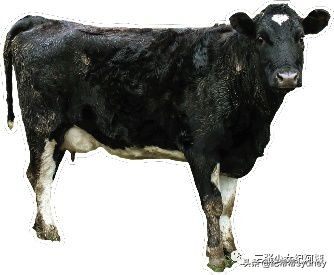 澳洲原装进口奶粉可瑞康,澳洲可瑞康奶粉新包装