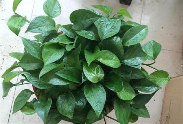 水养绿萝多久浇一次水才能好,绿萝能不能用阿司匹林片兑水浇水