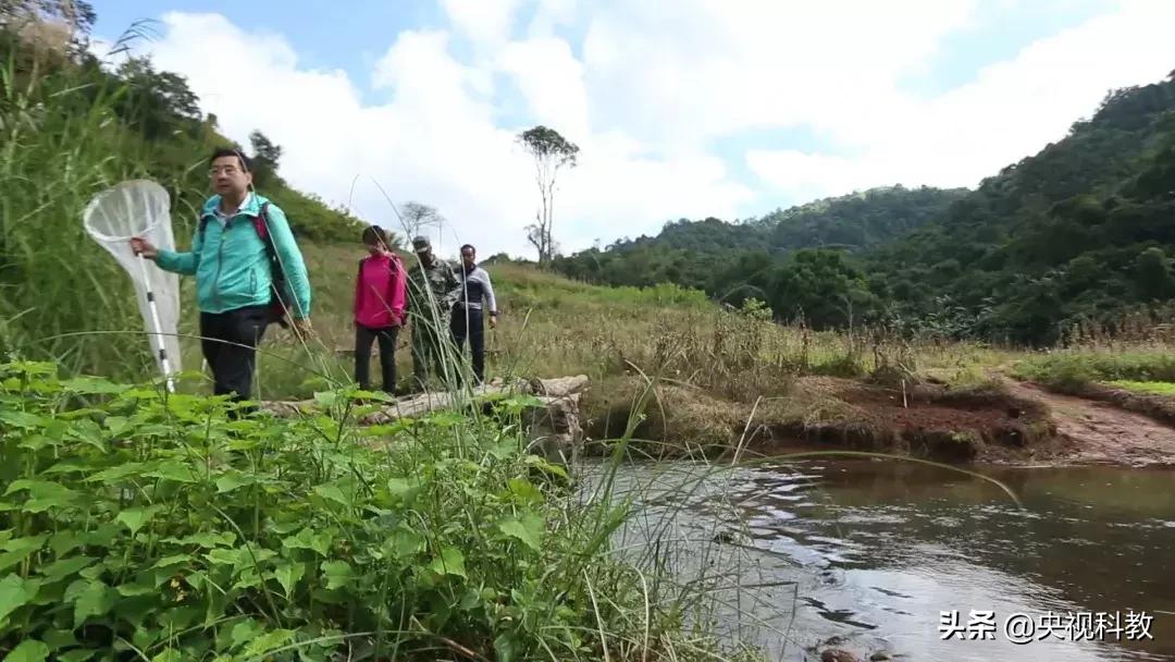 揭秘出没滇南的巨型“红龙”