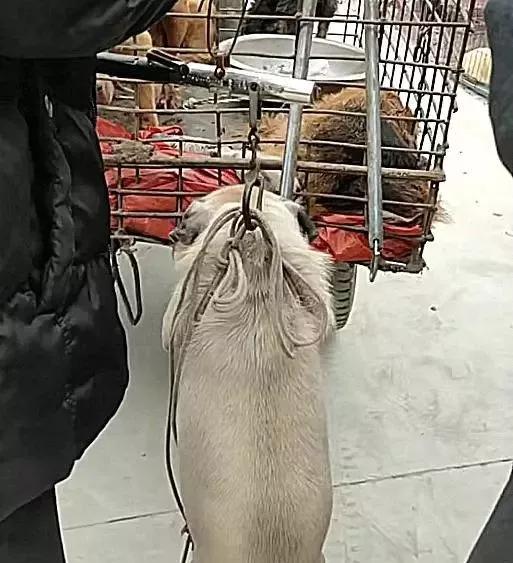 主人嫌小狗丑狠心把小狗扔掉,20多天的小土狗强行断奶还被卖掉