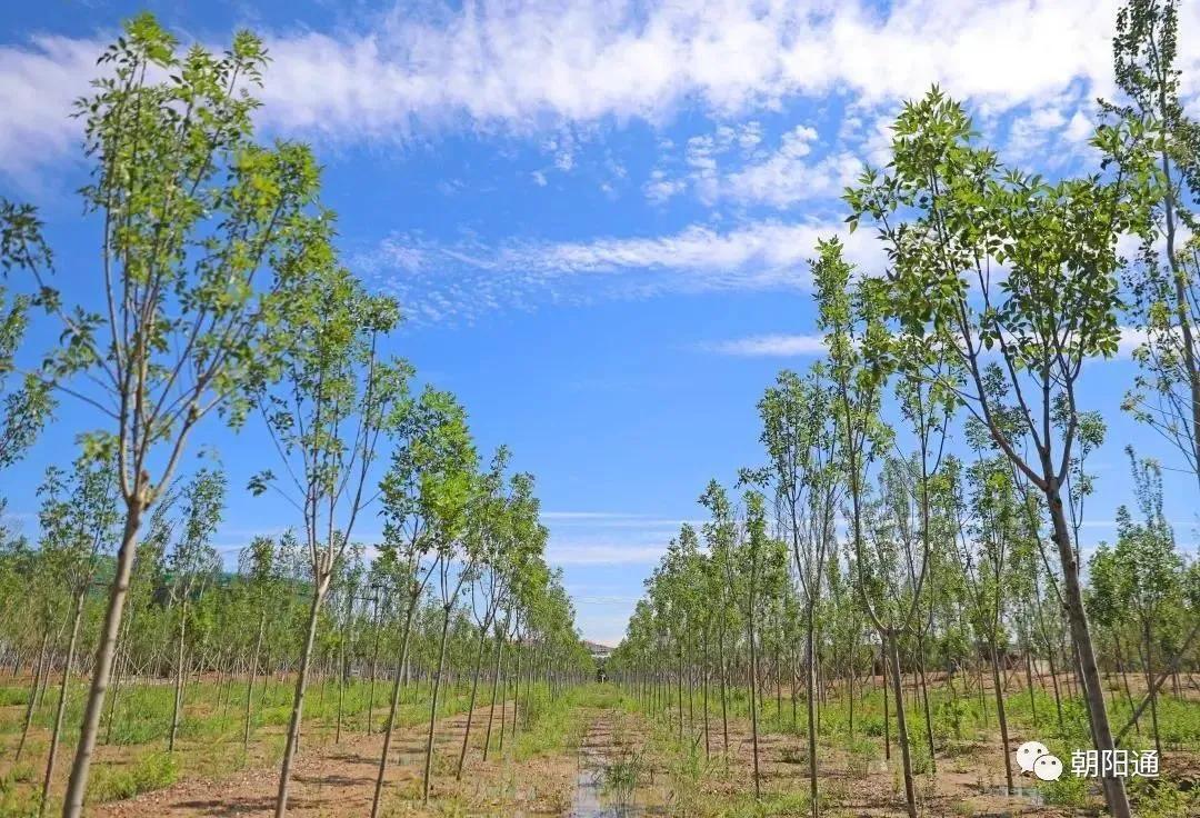 朝阳腾退最新消息,朝阳区芳草地腾退规划
