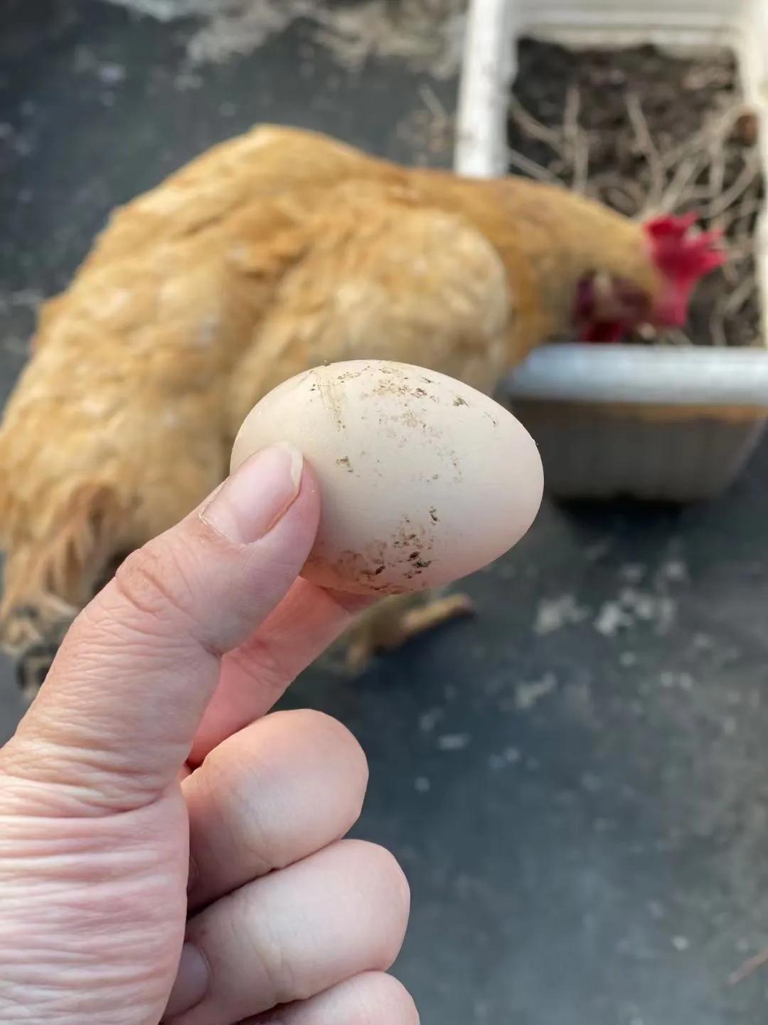 上海吃毛鸡蛋,吃毛蛋吃出活鸡