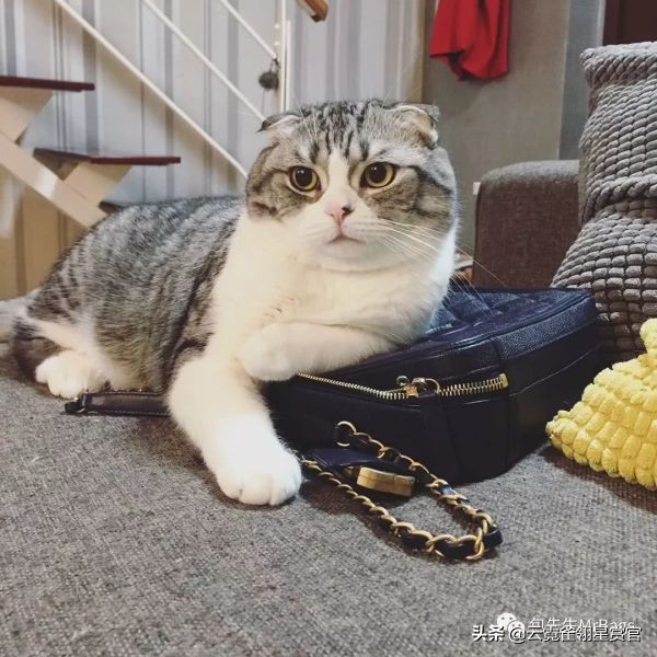 超好看的宠物包,好看又大的宠物包