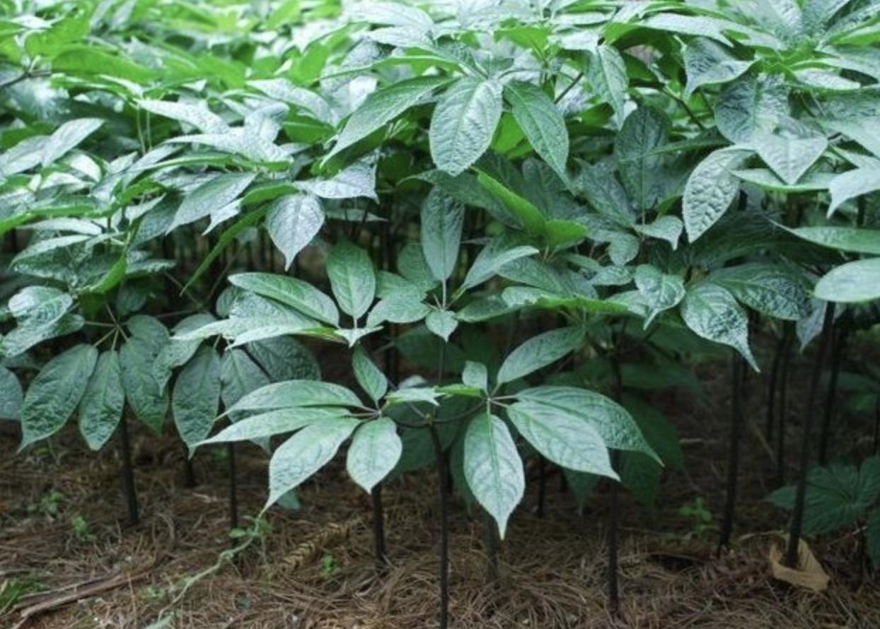 竹林下七叶草,竹林药草一斤能卖多少钱