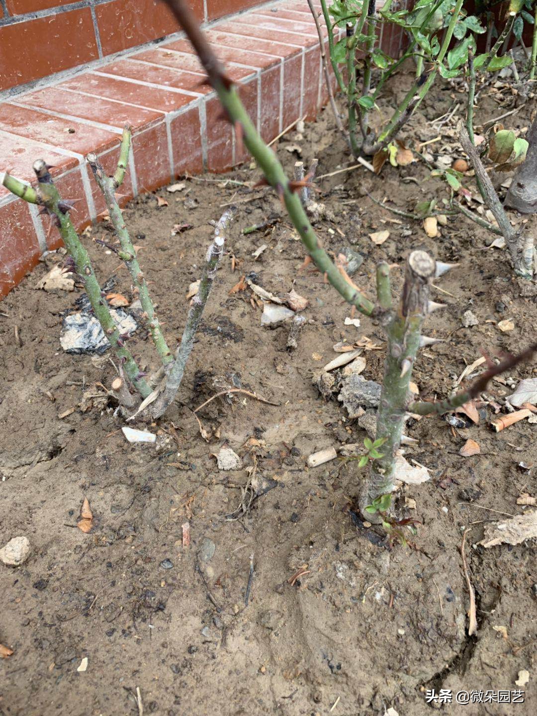 藤本月季枯枝病的症状和治疗方法,月季枯枝叶脉黄叶片绿一碰就掉