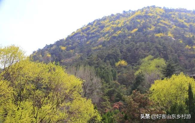 济南春季赏花自驾,济南踏青赏花新模式