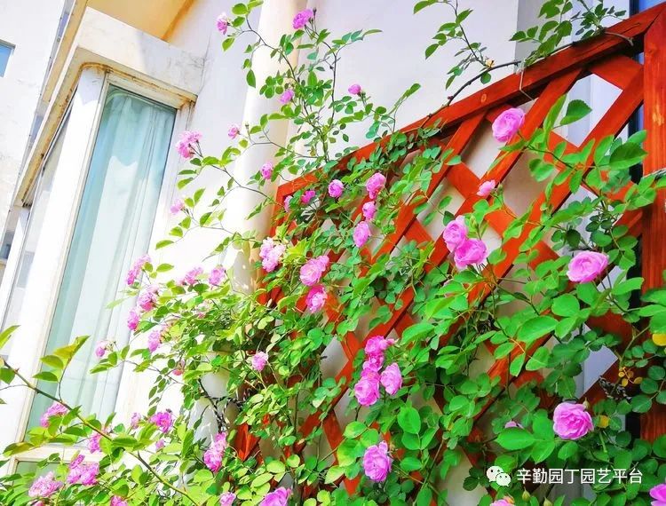 （2021）园丁奖阳台组《008号》星星的花园