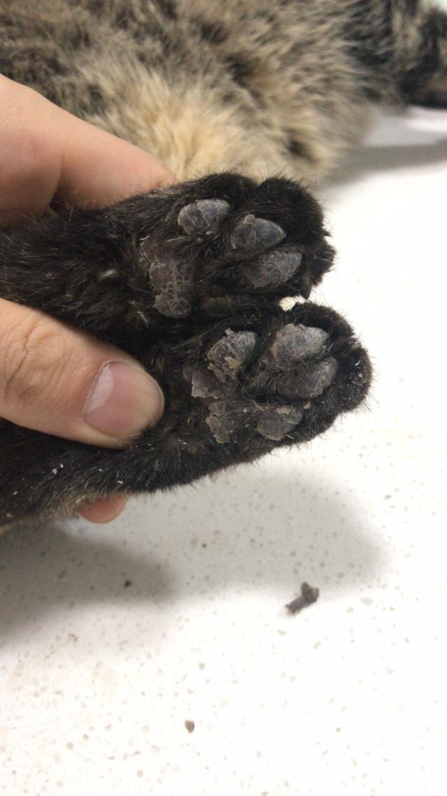 吸猫的科学依据来了,教你如何获得一只猫