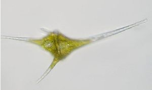 红水怎么处理,水塘水发红怎样处理