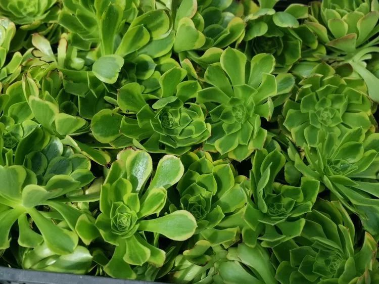 法师新品：青翠欲滴“檬”动我心，青檬法师育繁记