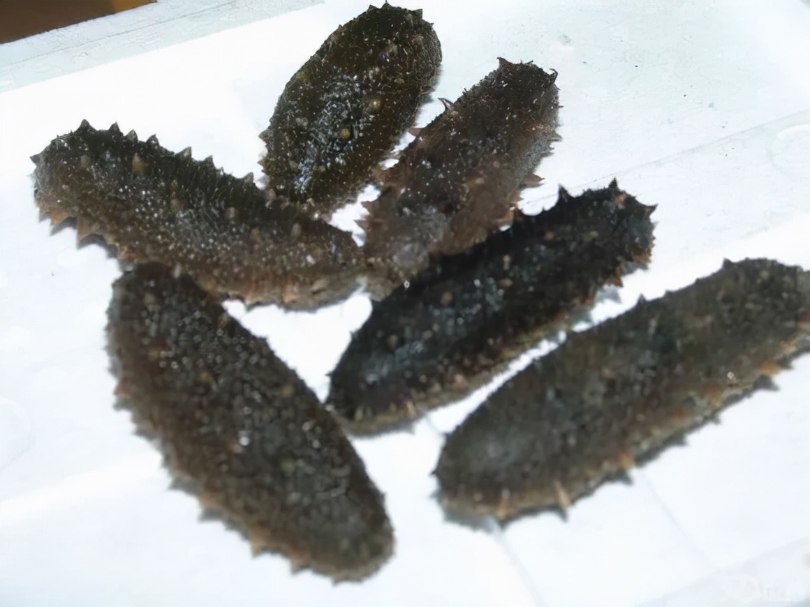 海参体内的纤毛虫怎样清除,海参纤毛虫是什么原因导致的