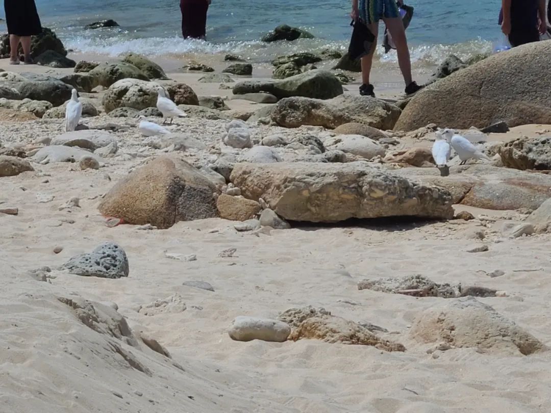 海南旅游纪实,海南旅游记录视频