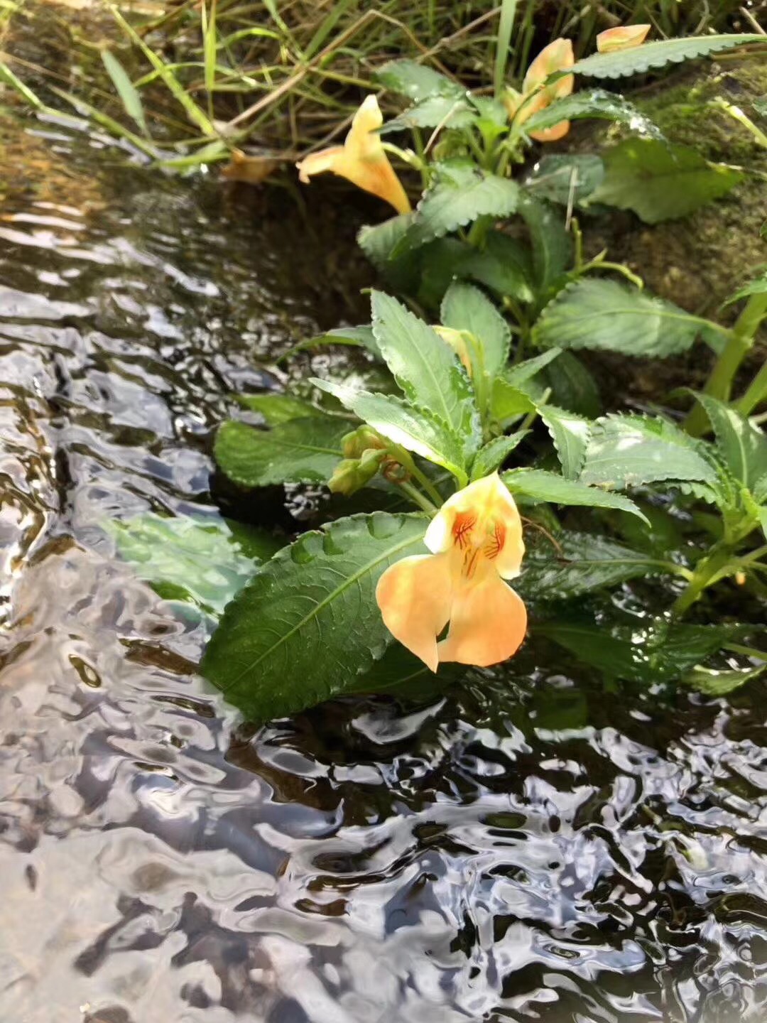 生命是什么,生命是什么呢作文