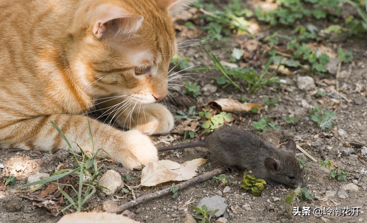 我变成了一只猫娘,我变成了一只猫300字