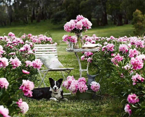 花园设计前沿趋势|14种澳洲庭院花园类型（上篇），全面细致