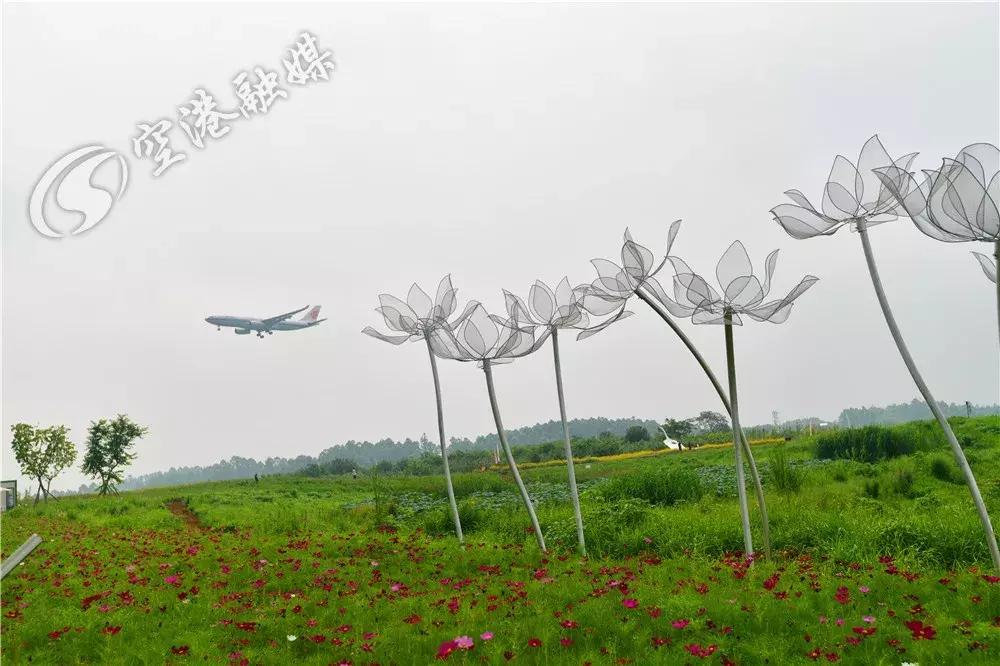 来成都打卡空港花田,成都双流空港花田打卡看飞机