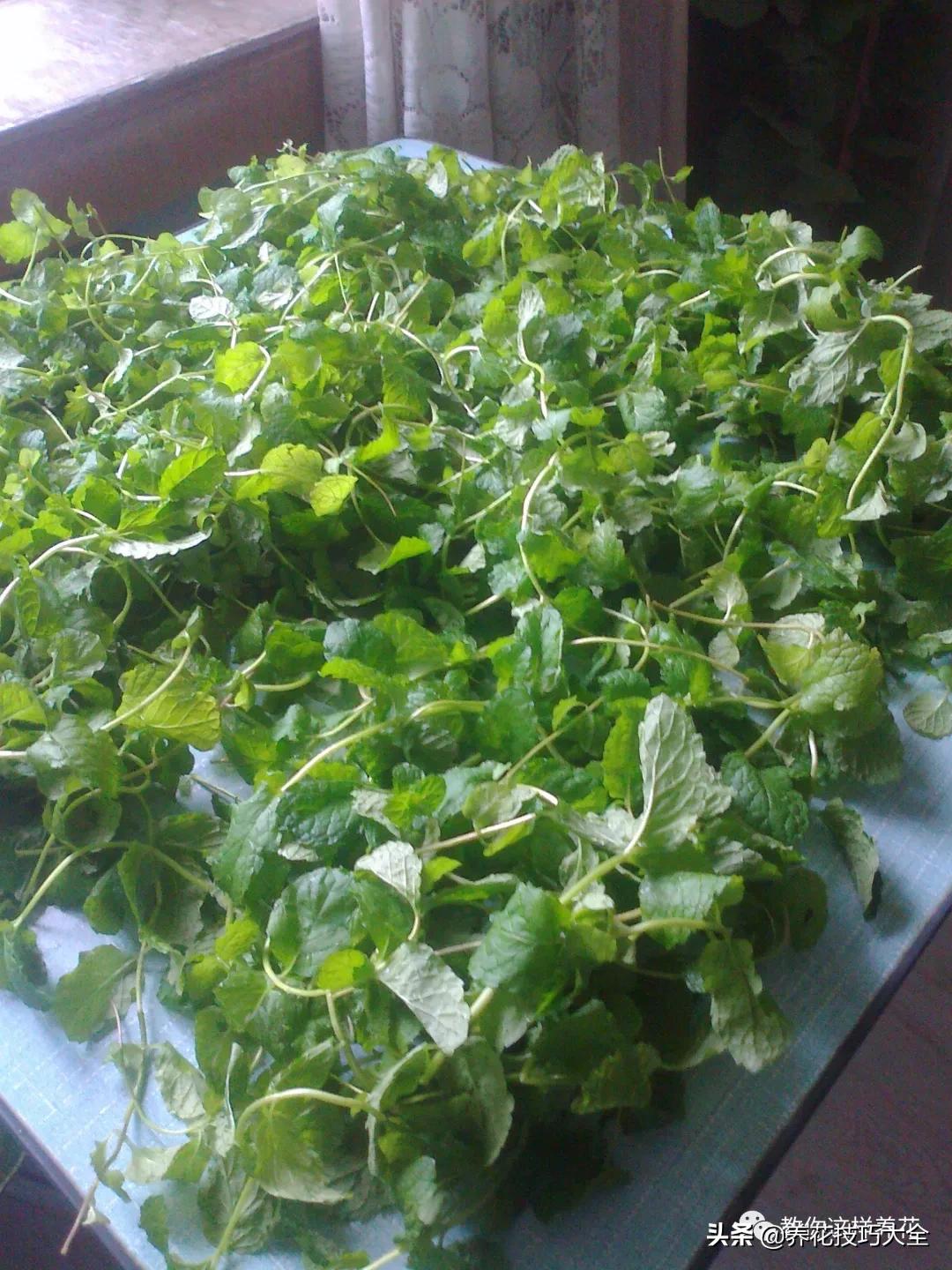 绿萝铜钱草家庭养殖,绿萝发财树黄叶子怎么办呢