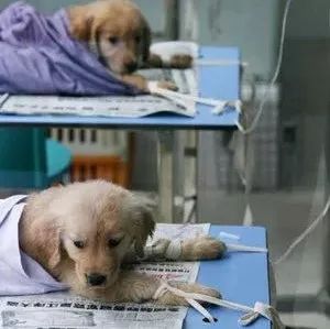 去一趟宠物医院检查要多少钱,给宠物看病的市民如何避坑