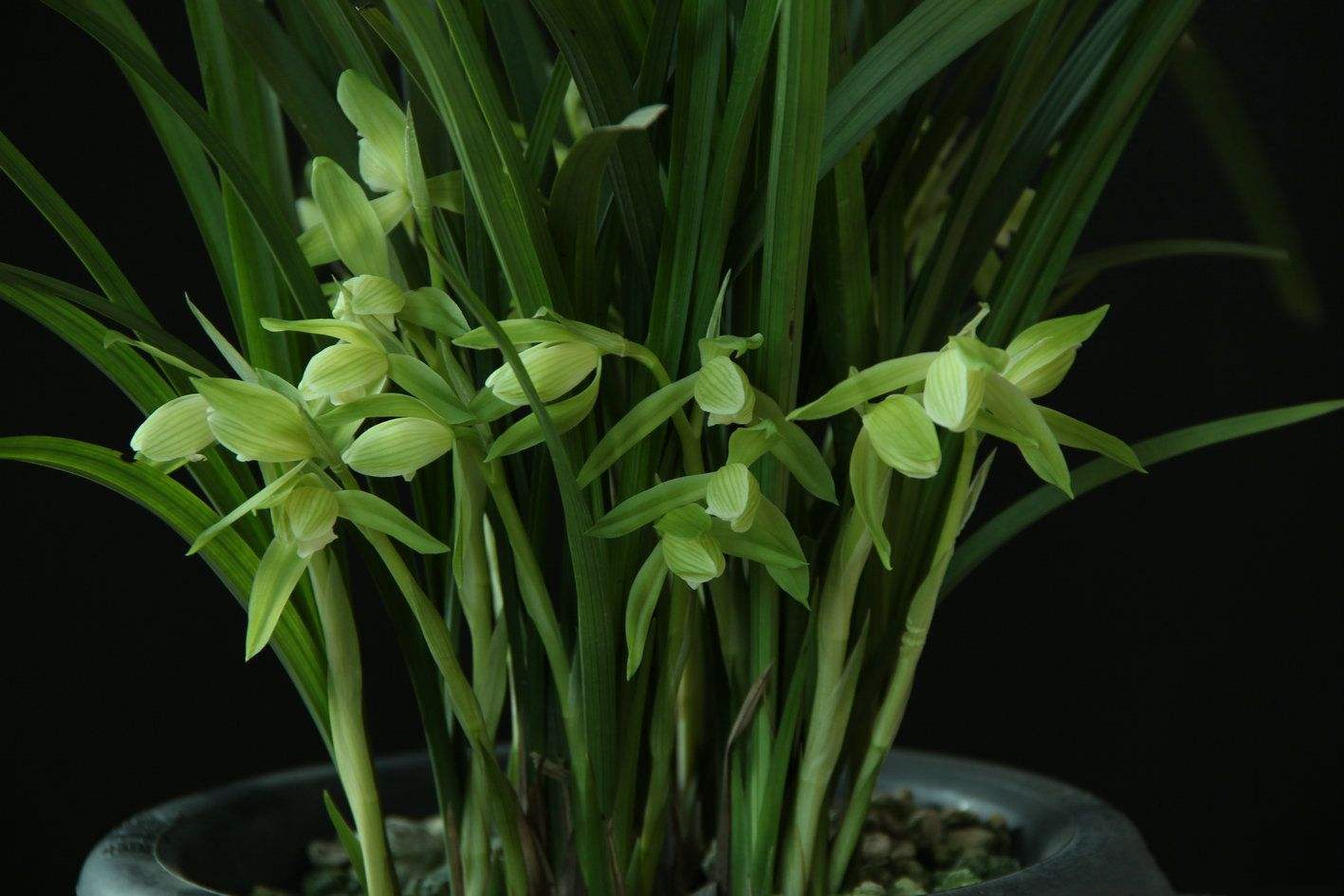 精品玉兰的品种及图片,国兰花朵不艳丽但香气清雅