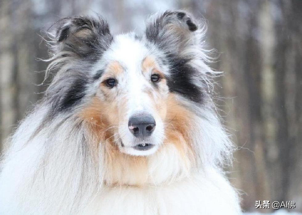 中国犬种起源与进化,比熊犬犬种起源