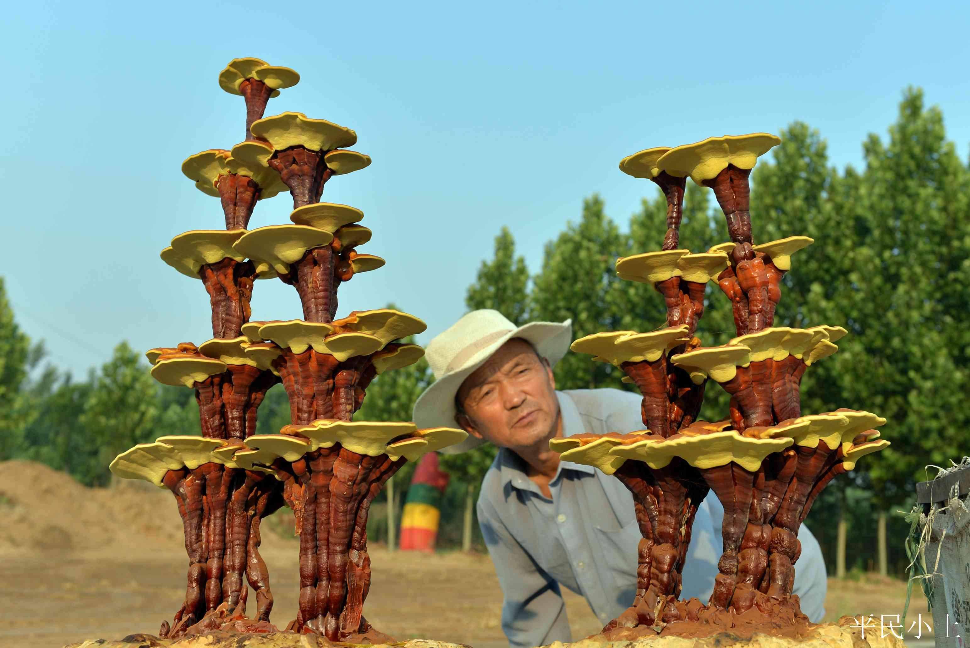 山东聊城灵芝盆景 (山东聊城盆景灵芝)