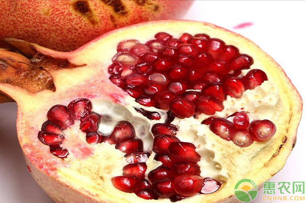 套袋器能给石榴套袋吗,石榴套袋和梨套袋一样吗