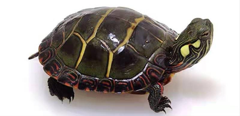 西非龟和沼泽龟哪个好养好看,黄耳龟跟黄头侧颈龟哪个好养