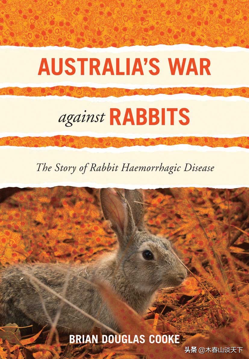 澳大利亚为什么禁止养兔子,澳大利亚大陆兔子对环境的影响