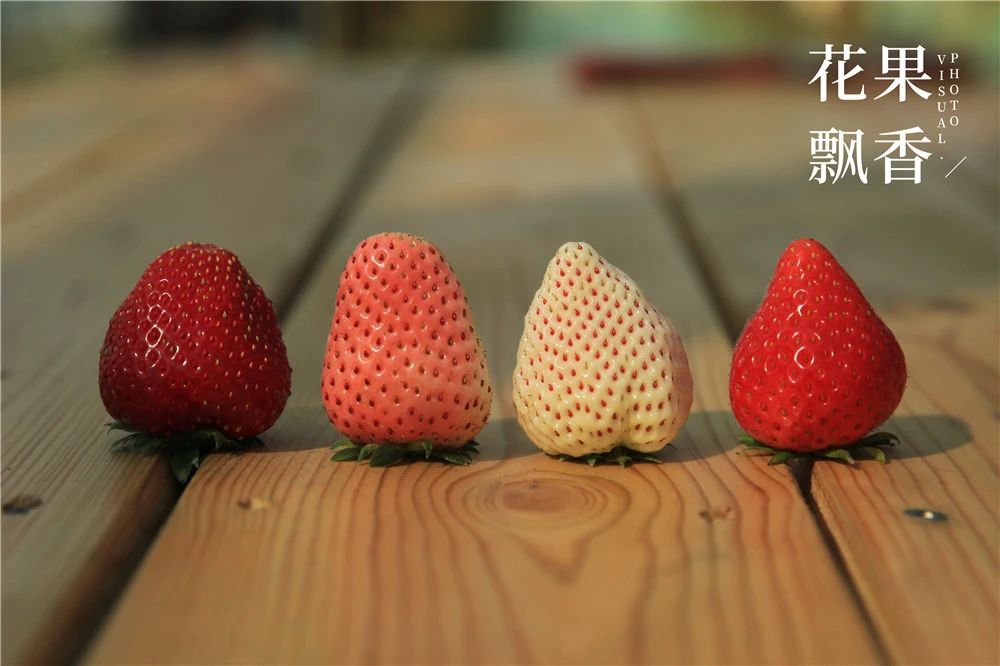 四川种植草莓的成本及利润,一亩大棚草莓的真实利润