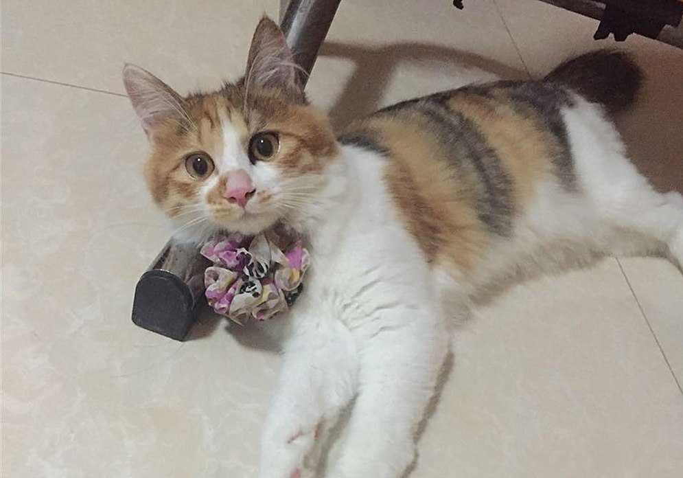 自己给成年猫咪打疫苗的正确方法,铲屎官可以自己给猫咪打疫苗吗